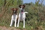 FOX TERRIER POIL LISSE 177